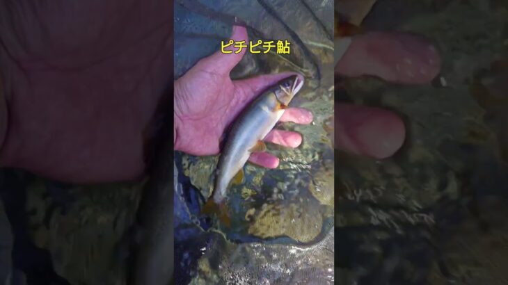 根尾川の鮎釣りダイジェスト。10月14日。終盤でも荒瀬狙い！
