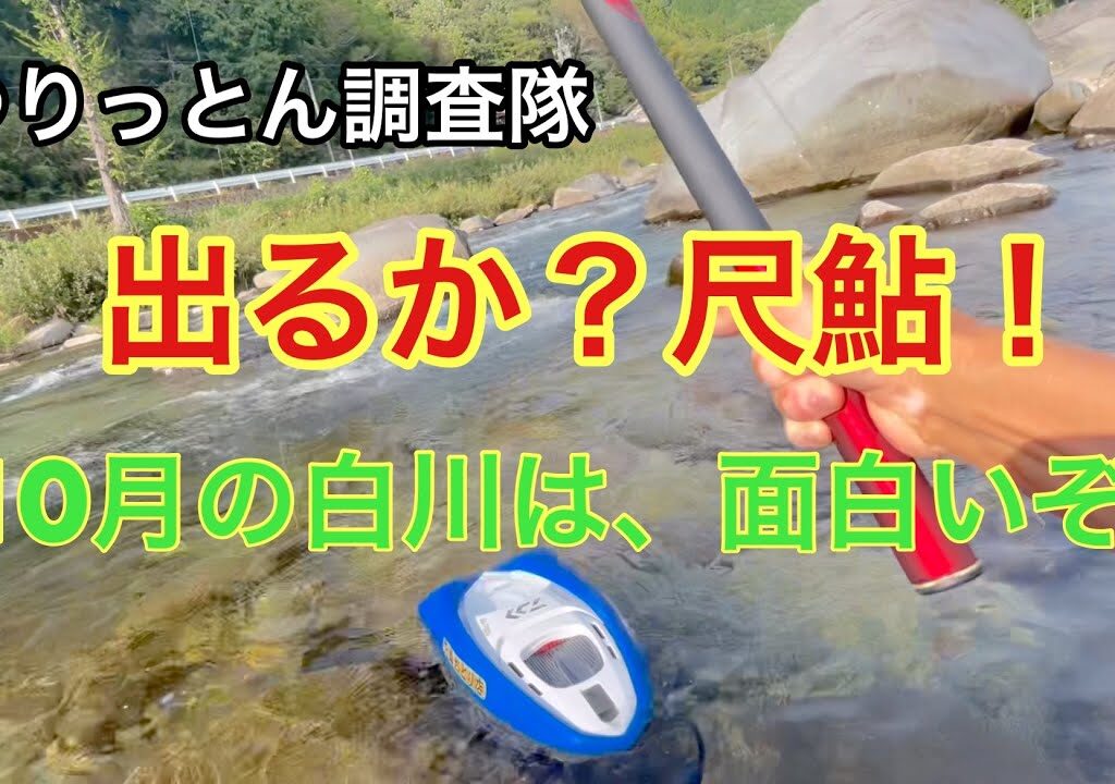 終盤の友釣りは、尺鮎狙い！10月2日東白川