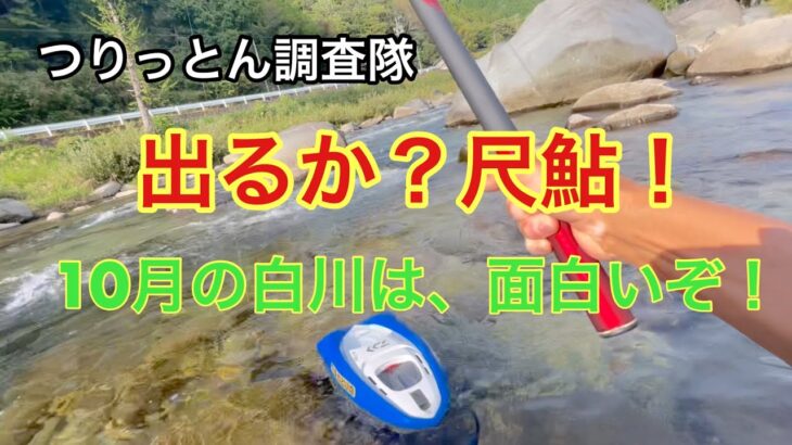 終盤の友釣りは、尺鮎狙い！10月2日東白川
