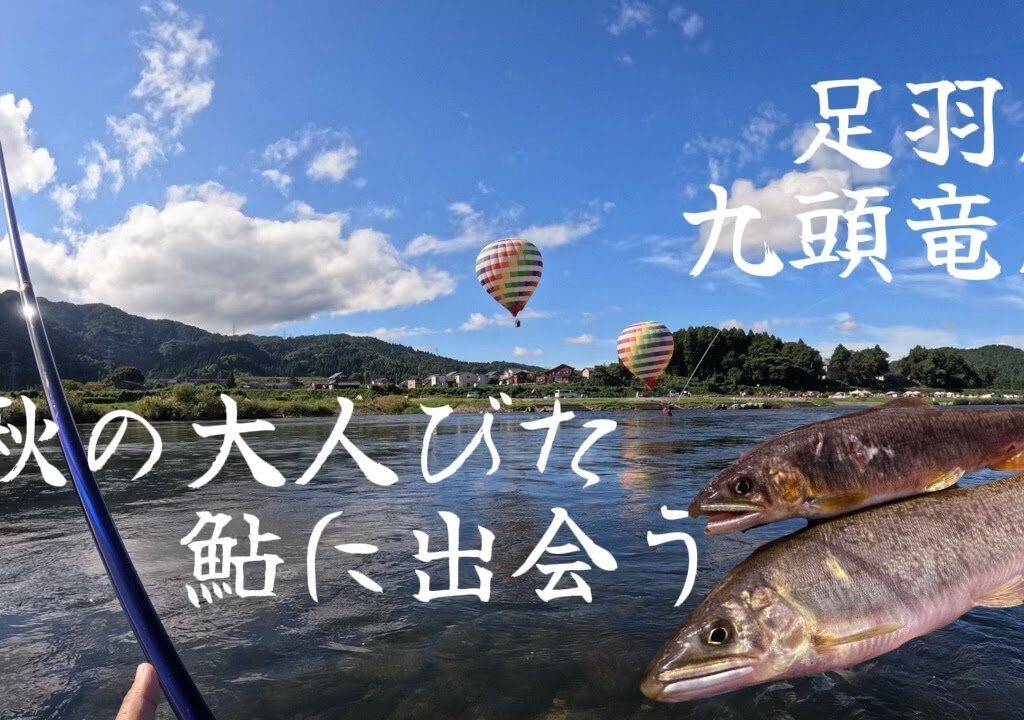 秋の足羽川九頭竜川で大人びた鮎に出会う【10月5,6日】