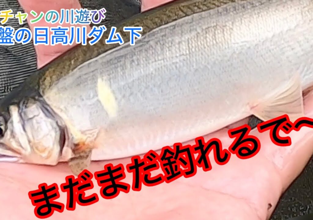 【鮎釣り】終盤の日高川ダム下で川遊び！10月6日やで。