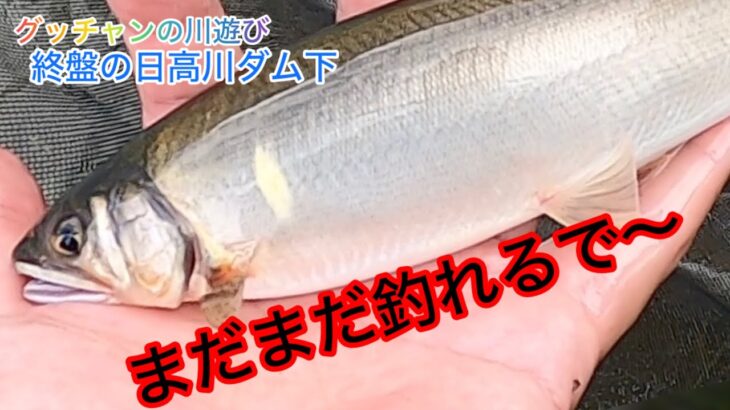 【鮎釣り】終盤の日高川ダム下で川遊び！10月6日やで。