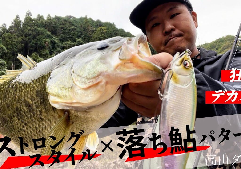 落ち鮎パターン！10月の高山ダムをストロングスタイルで攻略！！【EISVOGEL】【DEPS】