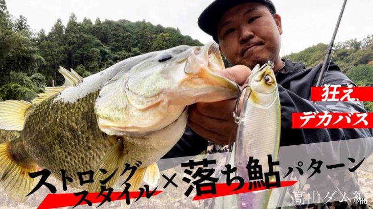 落ち鮎パターン！10月の高山ダムをストロングスタイルで攻略！！【EISVOGEL】【DEPS】