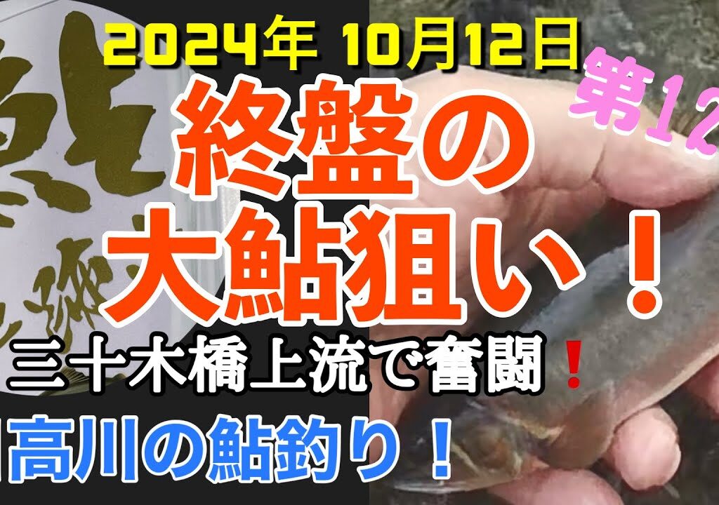 【日高川鮎釣り第12弾】2024年10月12日 、終盤の大鮎狙い‼️