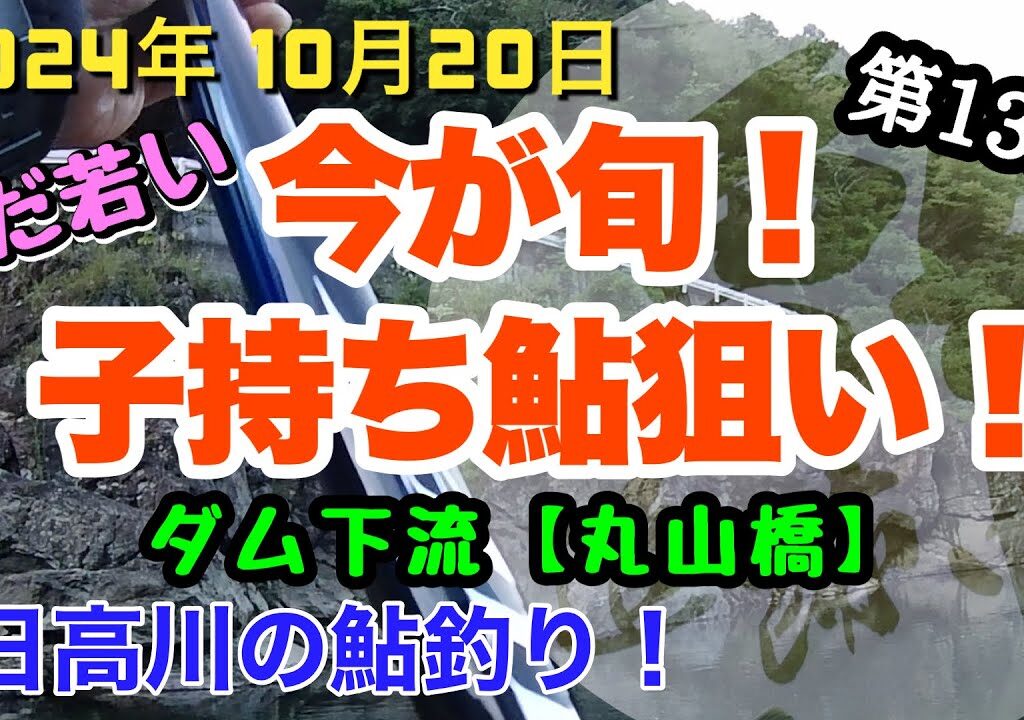 【日高川鮎釣り第13弾】2024年10月20日、子持ち鮎狙い❗️
