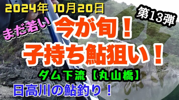 【日高川鮎釣り第13弾】2024年10月20日、子持ち鮎狙い❗️