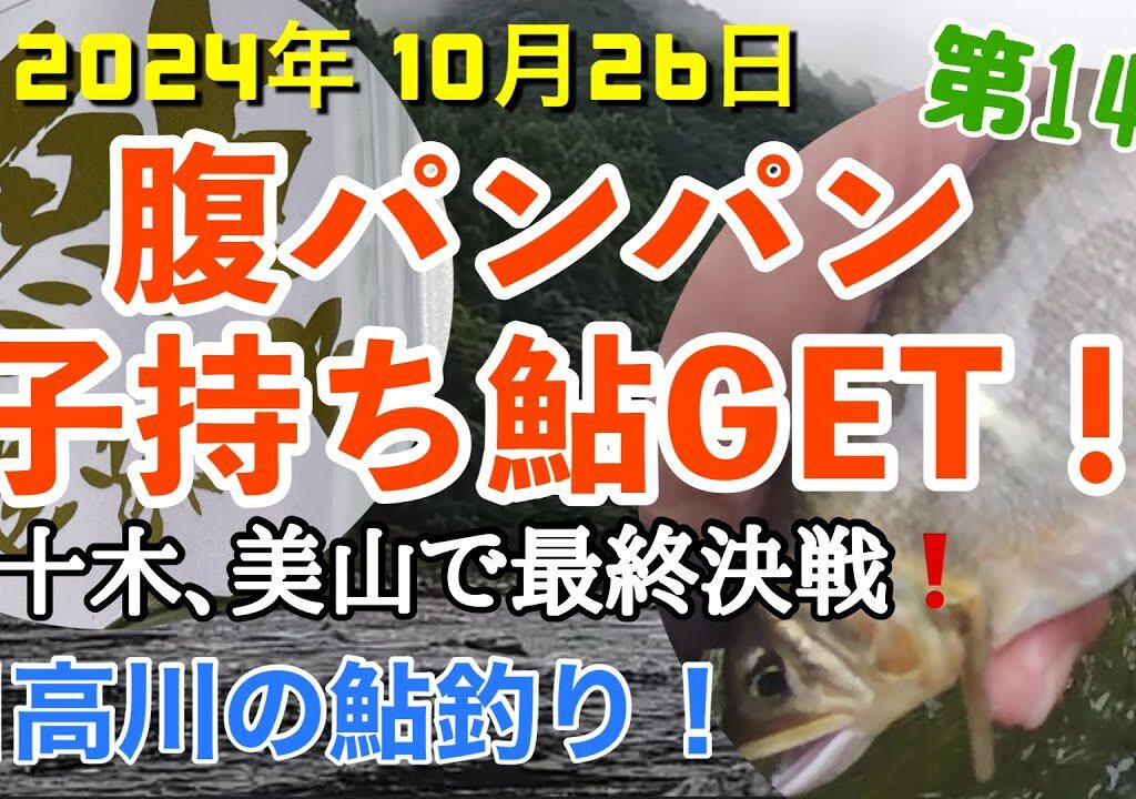 【日高川鮎釣り第14弾】2024年10月26日、最終決戦‼️子持ち鮎GET❗️