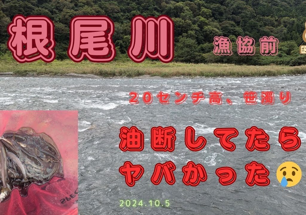 「鮎の友釣り」「根尾川」「大鮎」根尾川漁協前　20センチ高　笹濁り。油断してたら危なかった