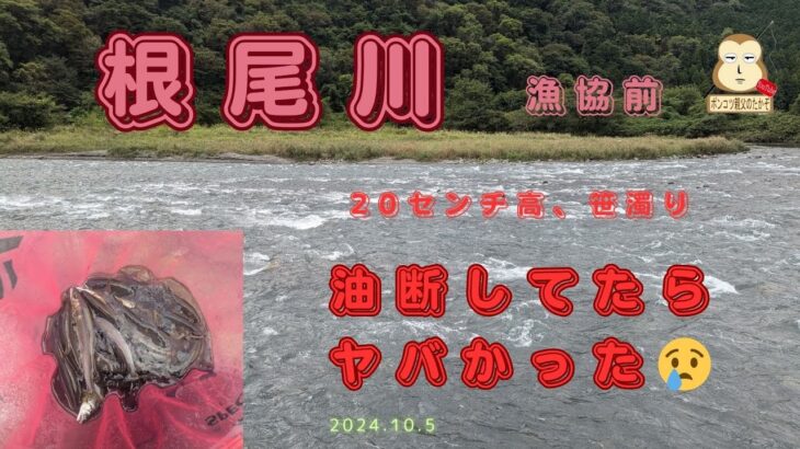「鮎の友釣り」「根尾川」「大鮎」根尾川漁協前　20センチ高　笹濁り。油断してたら危なかった