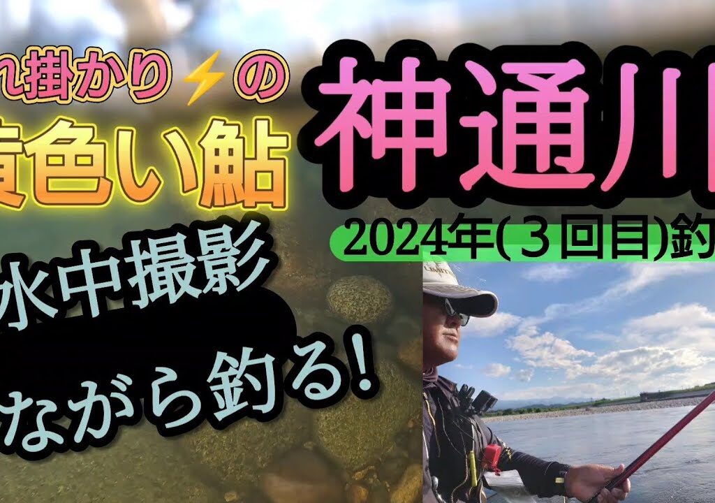 神通川。黄色い鮎!入れ掛かり。(2024年３回目釣行)『水中撮影満載!!』。
