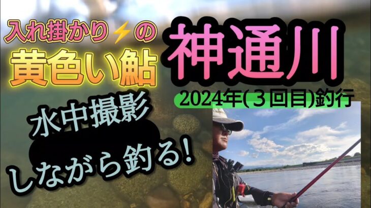 神通川。黄色い鮎!入れ掛かり。(2024年３回目釣行)『水中撮影満載!!』。
