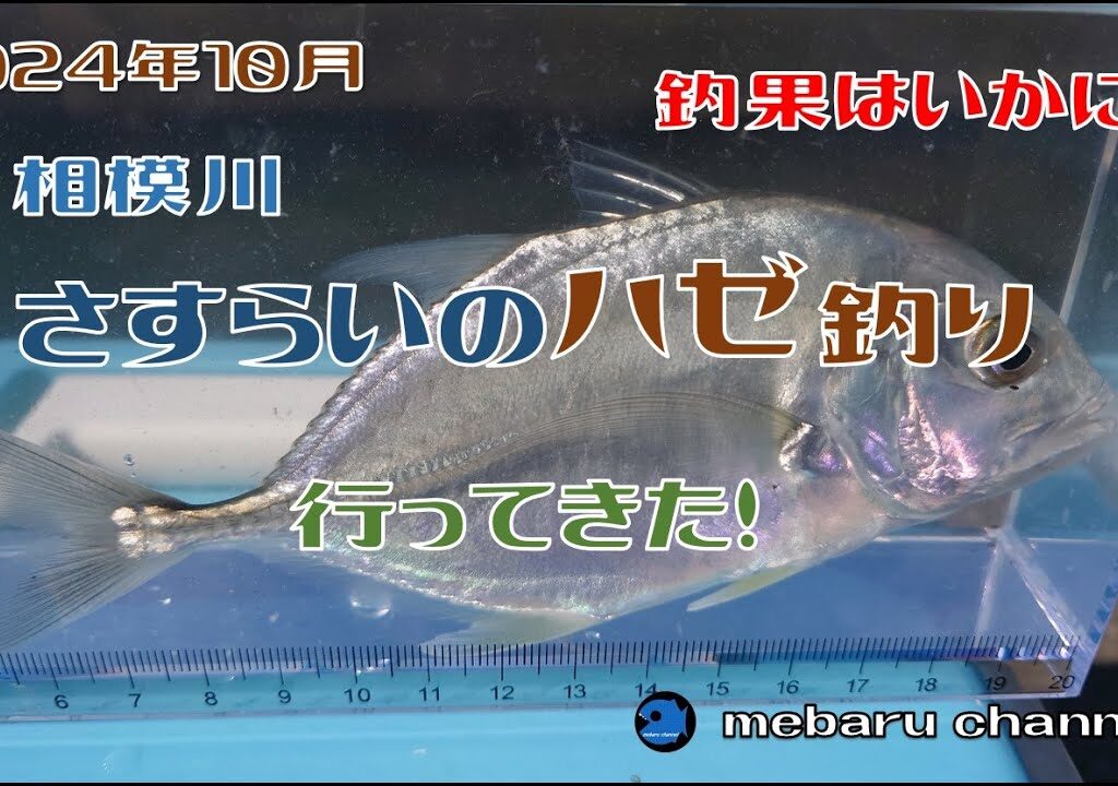 【相模川】【2024】【釣り】さすらいのハゼ釣り行って来た!