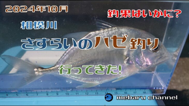 【相模川】【2024】【釣り】さすらいのハゼ釣り行って来た!