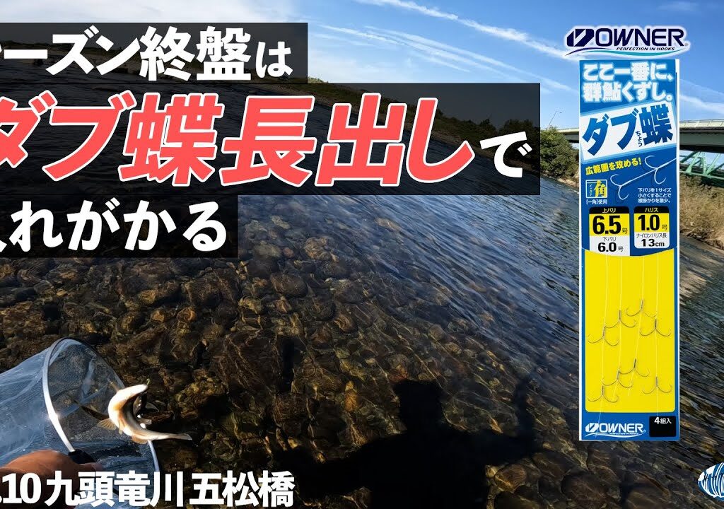 【鮎釣り】シーズン終盤は「ダブ蝶ばり長出し」で入れがかり！【2024.10 九頭竜川】