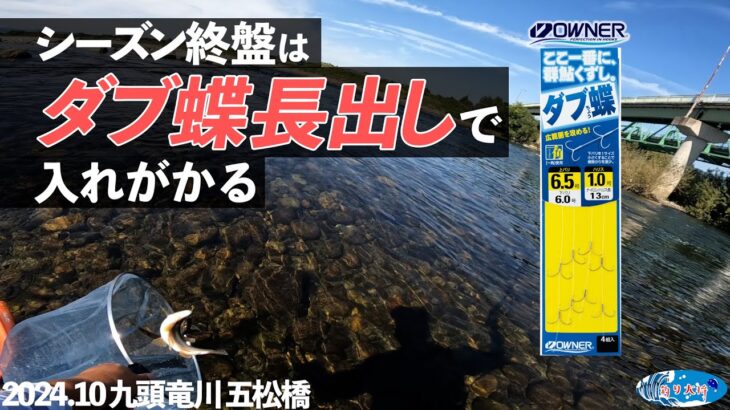 【鮎釣り】シーズン終盤は「ダブ蝶ばり長出し」で入れがかり！【2024.10 九頭竜川】