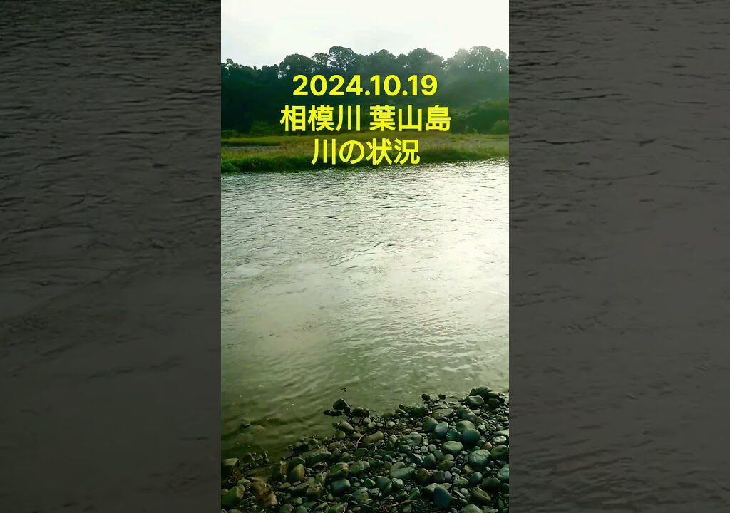 【鮎釣り】特別採捕2024.10.19  相模川 葉山島 川の状況#short