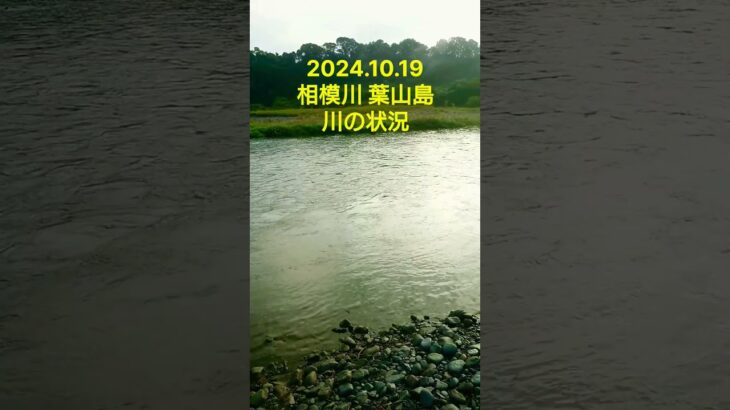 【鮎釣り】特別採捕2024.10.19  相模川 葉山島 川の状況#short