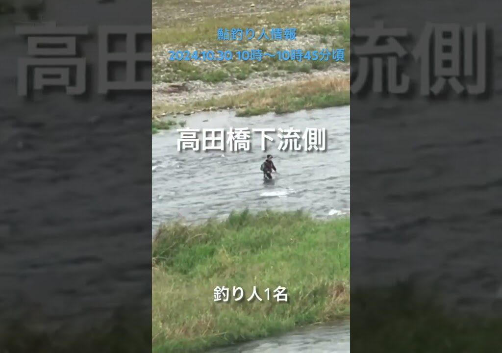 鮎釣り人情報　特別採捕期間最終日直前2024.10.30 10時〜10時45分頃　小倉橋、高田橋、角田大橋、ハ菅橋