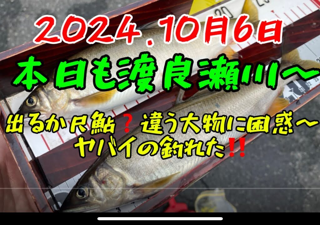 2024.10月6日.本日も渡良瀬川〜出るか尺鮎？　#釣り#鮎釣り #サンテック#サンラインフィールドテスター #サンライン#pr #足利市