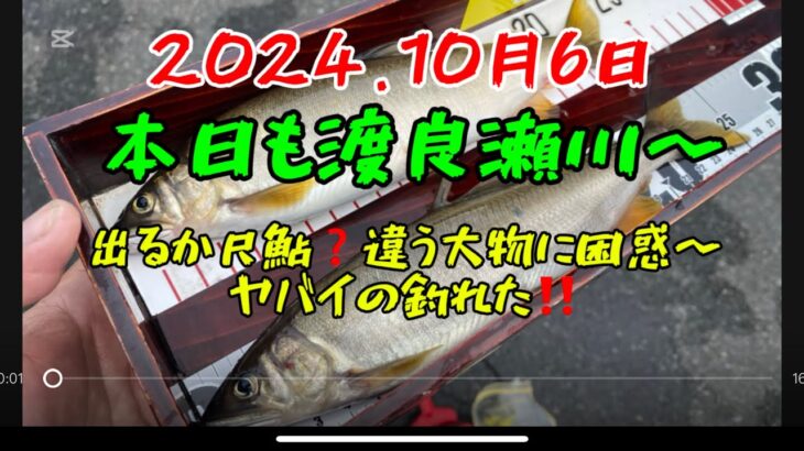 2024.10月6日.本日も渡良瀬川〜出るか尺鮎？　#釣り#鮎釣り #サンテック#サンラインフィールドテスター #サンライン#pr #足利市