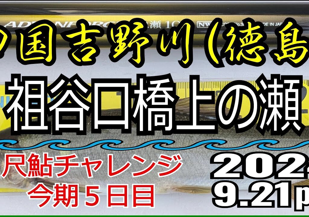 アユの友釣り 四国吉野川(徳島県) 祖谷口橋上の瀬 2024.9.21pm