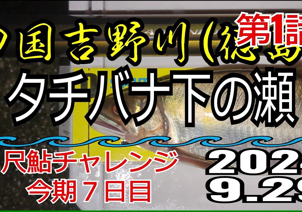 アユの友釣り 四国吉野川(徳島県) タチバナ下の瀬 2024.9.29 第1話