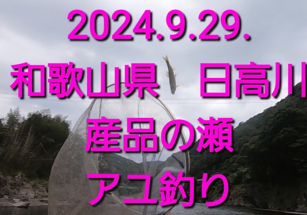 2024.9.29.和歌山県　日高川下流　アユ釣り　産品下の瀬