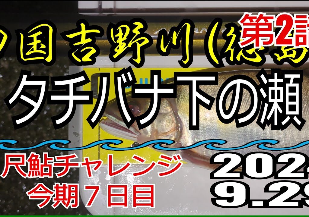 アユの友釣り 四国吉野川(徳島県) タチバナ下の瀬 2024.9.29 第2話
