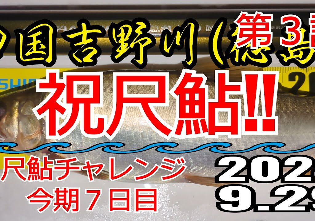 アユの友釣り 四国吉野川(徳島県) タチバナ下の瀬 2024.9.29 第3話