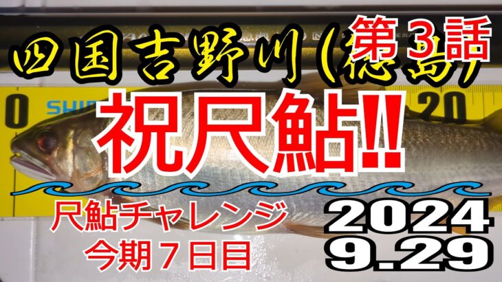 アユの友釣り 四国吉野川(徳島県) タチバナ下の瀬 2024.9.29 第3話