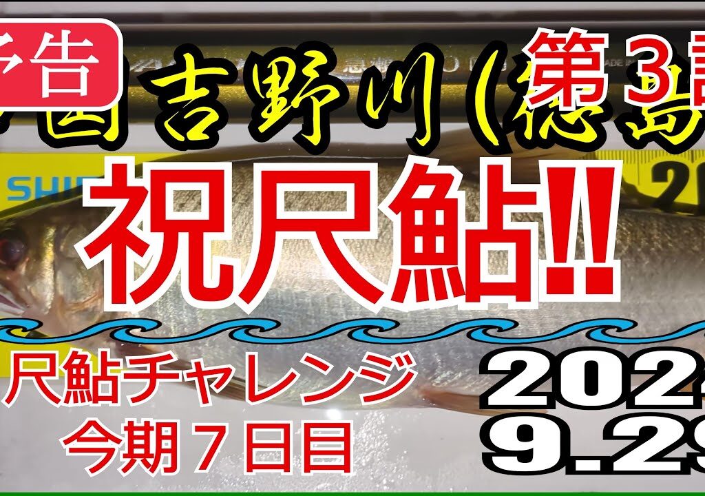 【予告】アユの友釣り 四国吉野川(徳島県) タチバナ下の瀬 2024.9.29 第3話