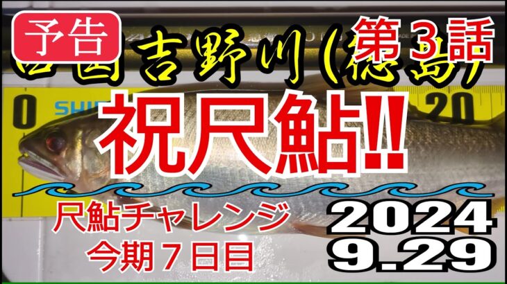 【予告】アユの友釣り 四国吉野川(徳島県) タチバナ下の瀬 2024.9.29 第3話