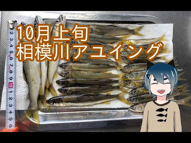 2024年10月上旬　相模川でアユイングをしました。