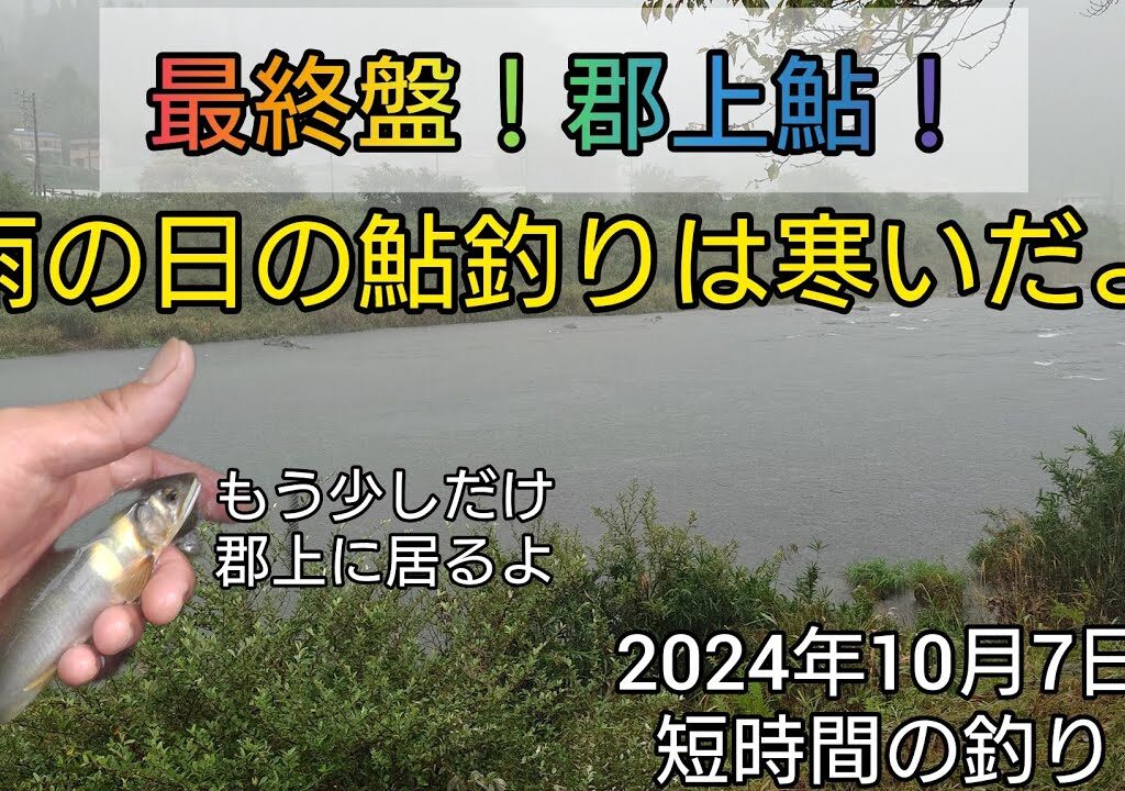 最終盤！郡上鮎！雨の日の鮎釣りは寒いだよ。2024年10月7日短時間の釣り