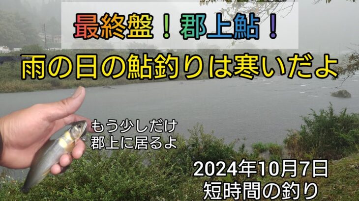 最終盤！郡上鮎！雨の日の鮎釣りは寒いだよ。2024年10月7日短時間の釣り