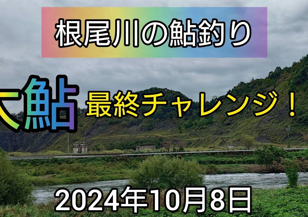 根尾川の鮎釣り。大鮎最終チャレンジ！！2024年10月8日