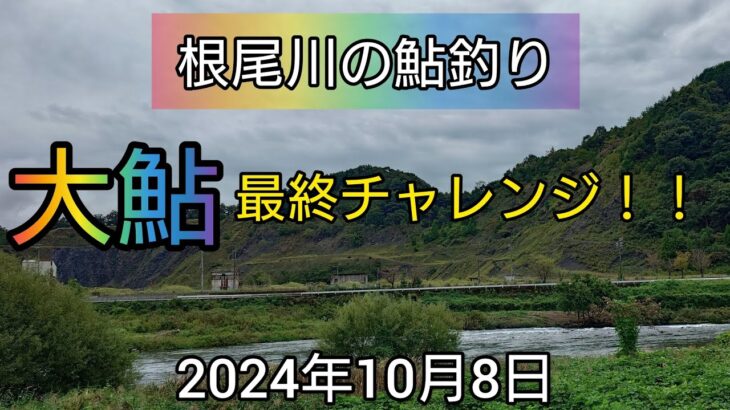 根尾川の鮎釣り。大鮎最終チャレンジ！！2024年10月8日