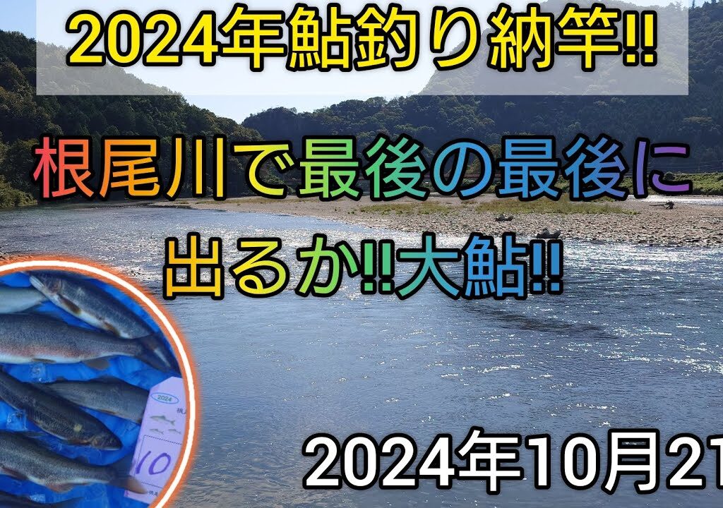 2024年鮎釣り納竿‼️根尾川で最後の最後に出るか‼️大鮎‼️202410月21日