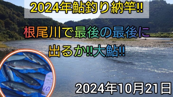 2024年鮎釣り納竿‼️根尾川で最後の最後に出るか‼️大鮎‼️202410月21日