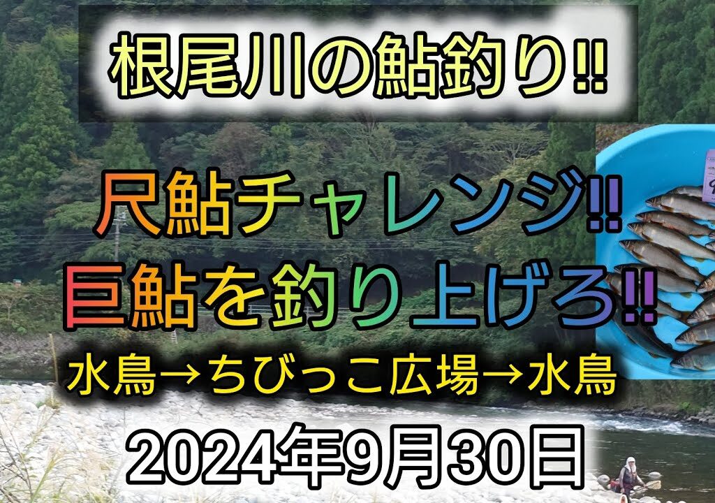 根尾川の鮎釣り‼️尺鮎チャレンジ‼️巨鮎を釣り上げろ‼️水鳥→ちびっこ広場→水鳥。2024年9月30日