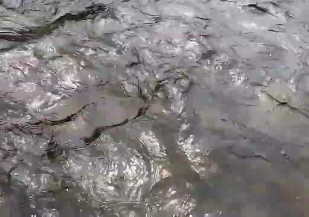 大井川本流鍋島で鮎釣り、魚影が少なく連れ2匹あかみち1匹でしたか、精悍な鮎で楽しませていただきました^⁠_⁠^