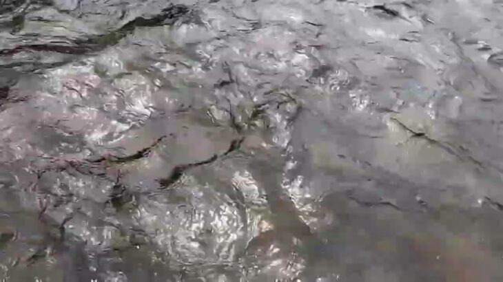 大井川本流鍋島で鮎釣り、魚影が少なく連れ2匹あかみち1匹でしたか、精悍な鮎で楽しませていただきました^⁠_⁠^