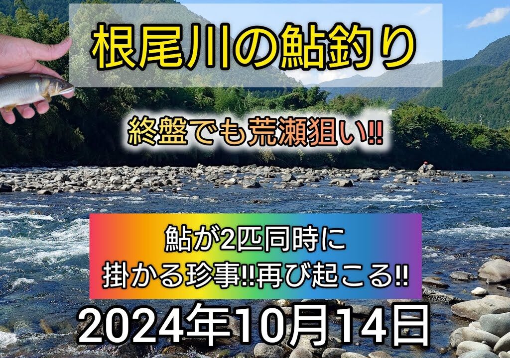 根尾川の鮎釣り。鮎が2匹同時に掛かる珍事‼️再び起こる‼️終盤でも荒瀬狙い‼️2024年10月14日