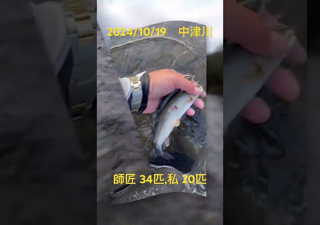 【鮎釣り　中津川】 ダムの放水2t、オスのサビ鮎も釣れてます。型が良い鮎も中には…#神奈川県#中津川#八菅橋#大川オトリ店#天然鮎#デカ鮎に喰らいつけ