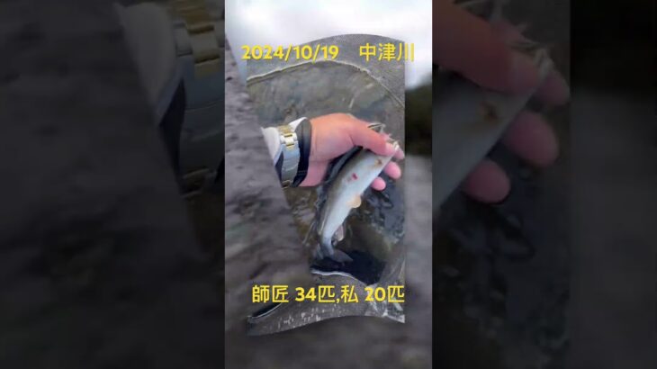 【鮎釣り　中津川】 ダムの放水2t、オスのサビ鮎も釣れてます。型が良い鮎も中には…#神奈川県#中津川#八菅橋#大川オトリ店#天然鮎#デカ鮎に喰らいつけ