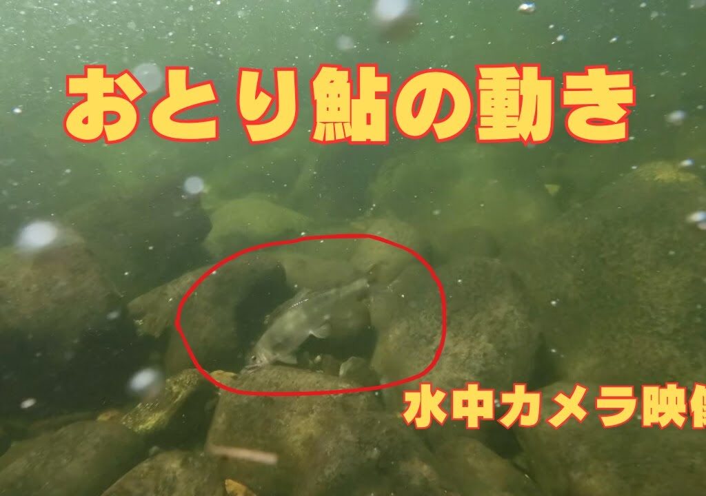 おとり鮎の動き水中カメラ映像（庄川本流）フルHD