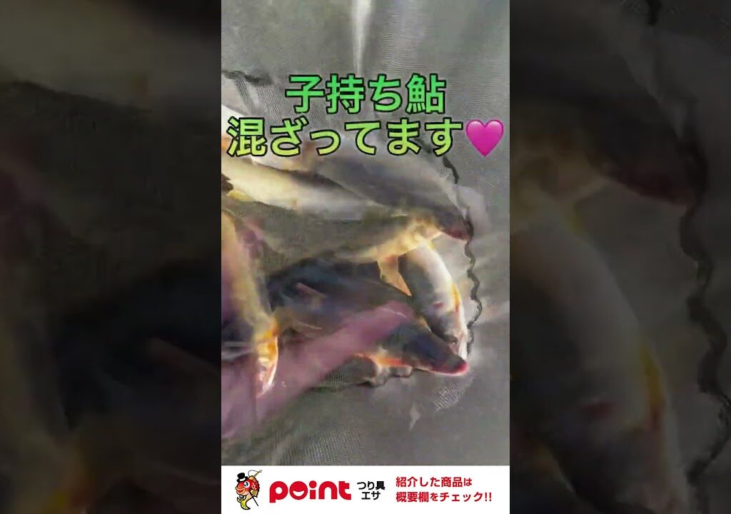 良型連発中の鮎釣り終盤戦！#鮎釣り #釣り #釣具のポイント #fishing #shorts
