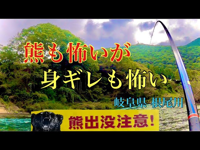 【鮎釣り】身ギレが怖くて釣り下がるの巻 in熊出現ポイント