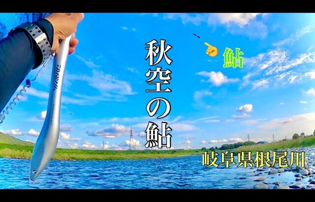 【鮎釣り】サイズがなんだか！？変なんです笑in岐阜県根尾川